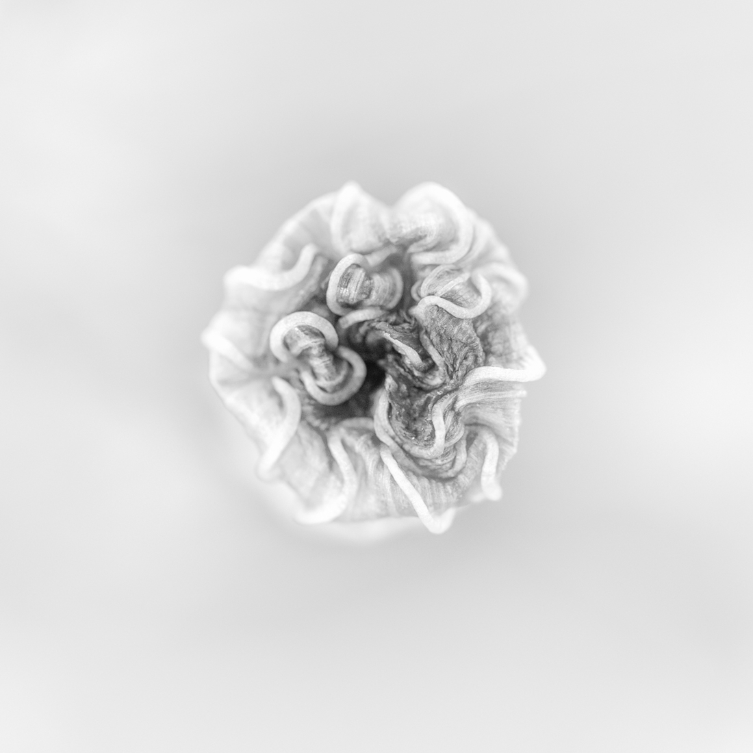 Cosmoflora