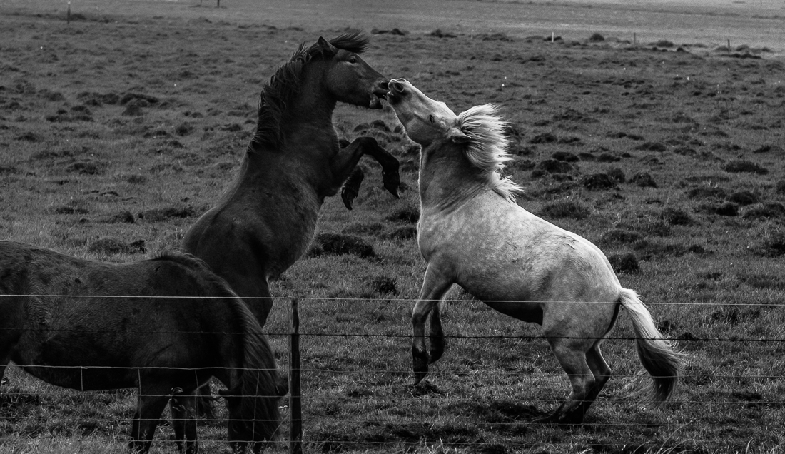 Wild horses.