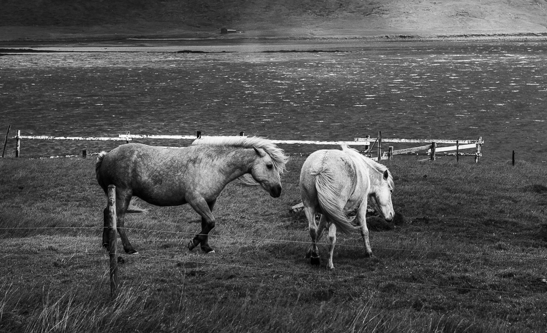 Wild horses.