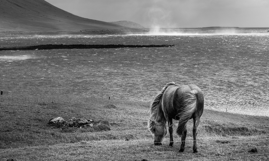 Wild horses.
