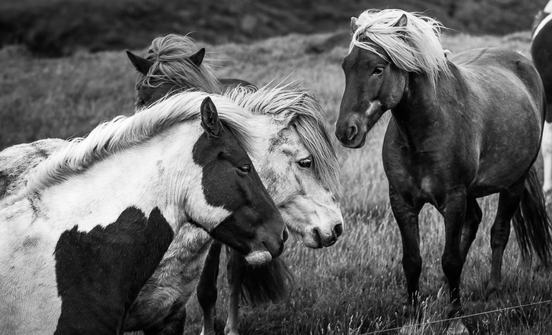 Wild horses.