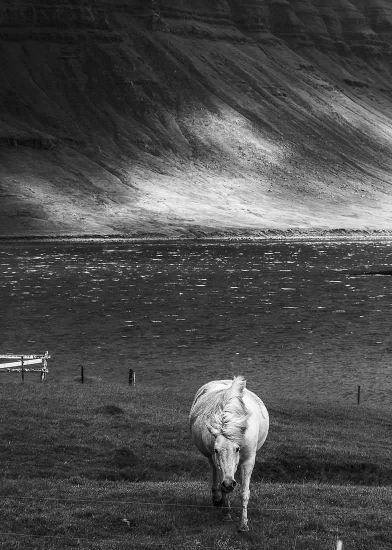 Wild horses.