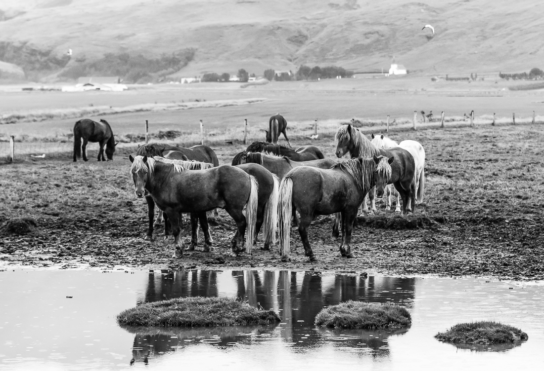 Wild horses.