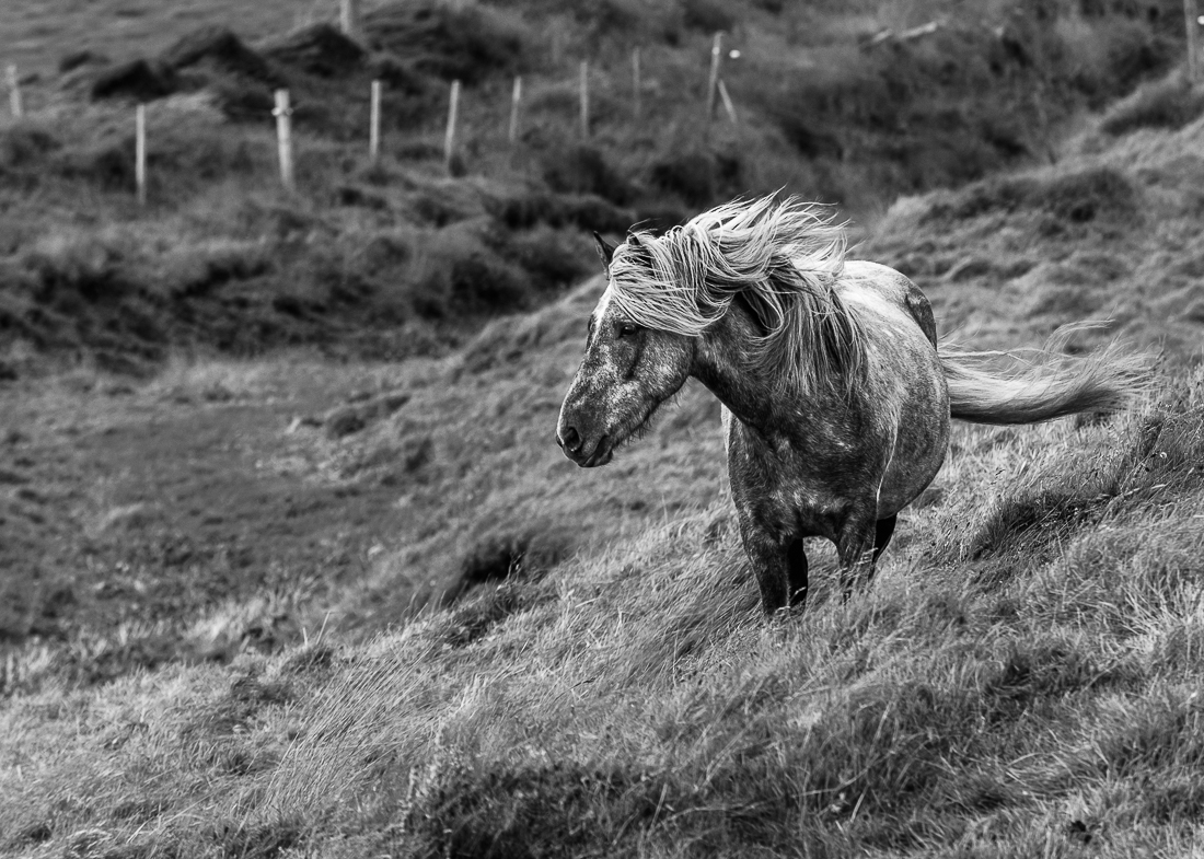 Wild horses.