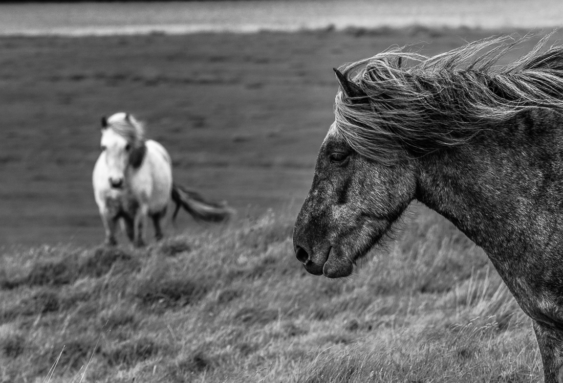 Wild horses.