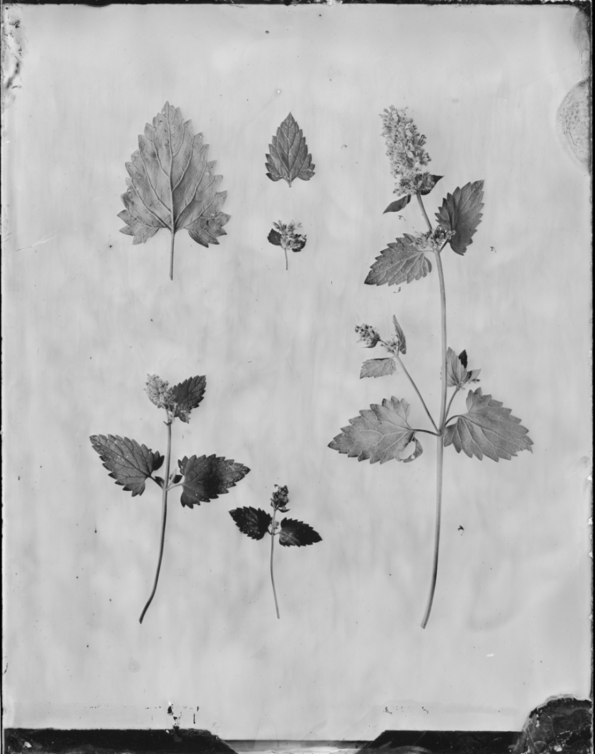 Silver Herbarium
