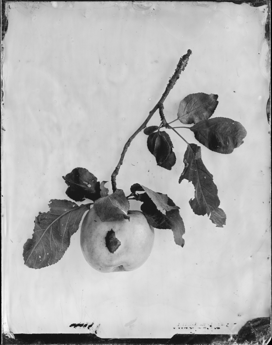 Silver Herbarium