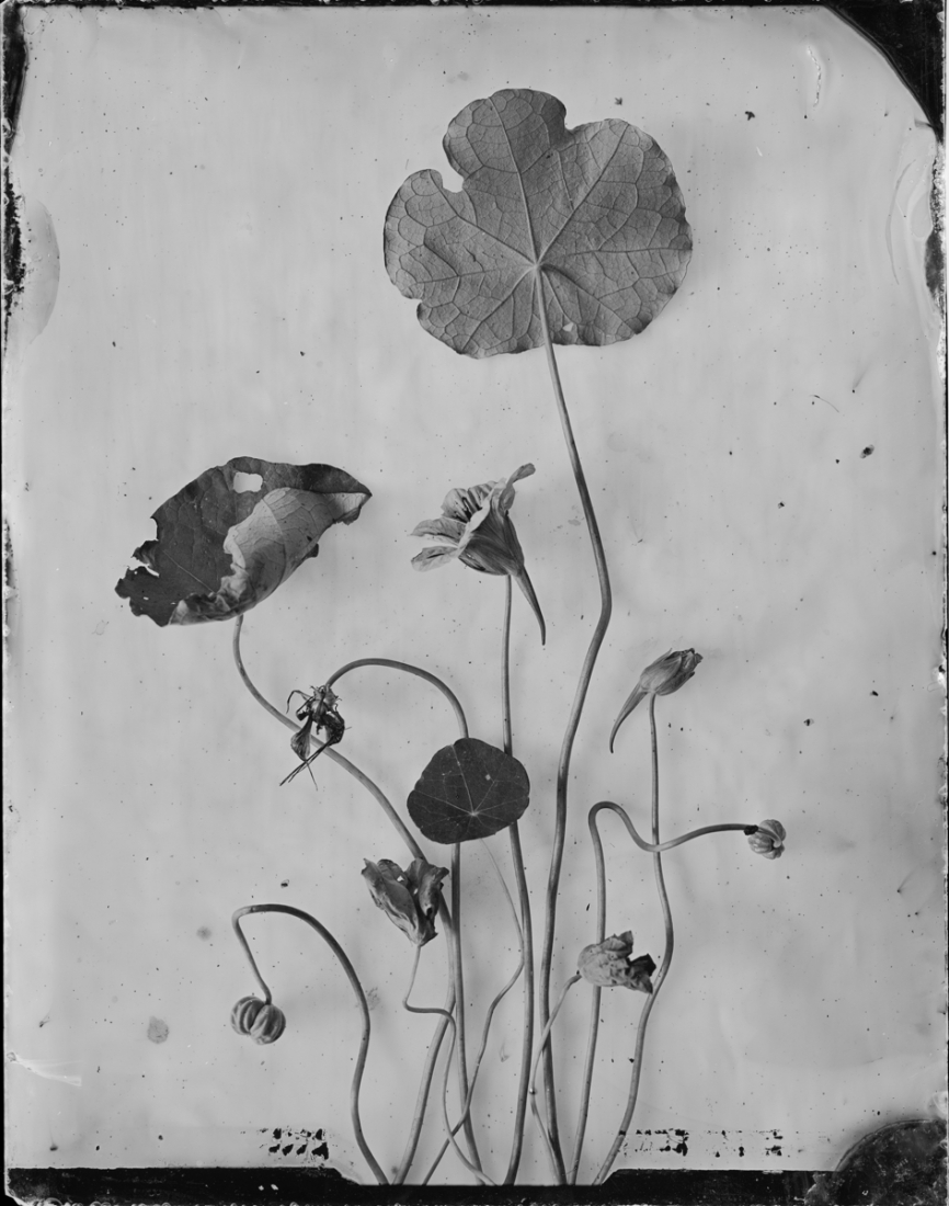 Silver Herbarium