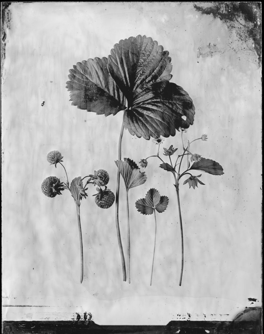 Silver Herbarium