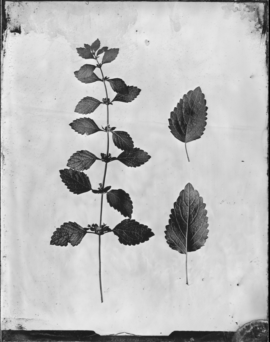 Silver Herbarium