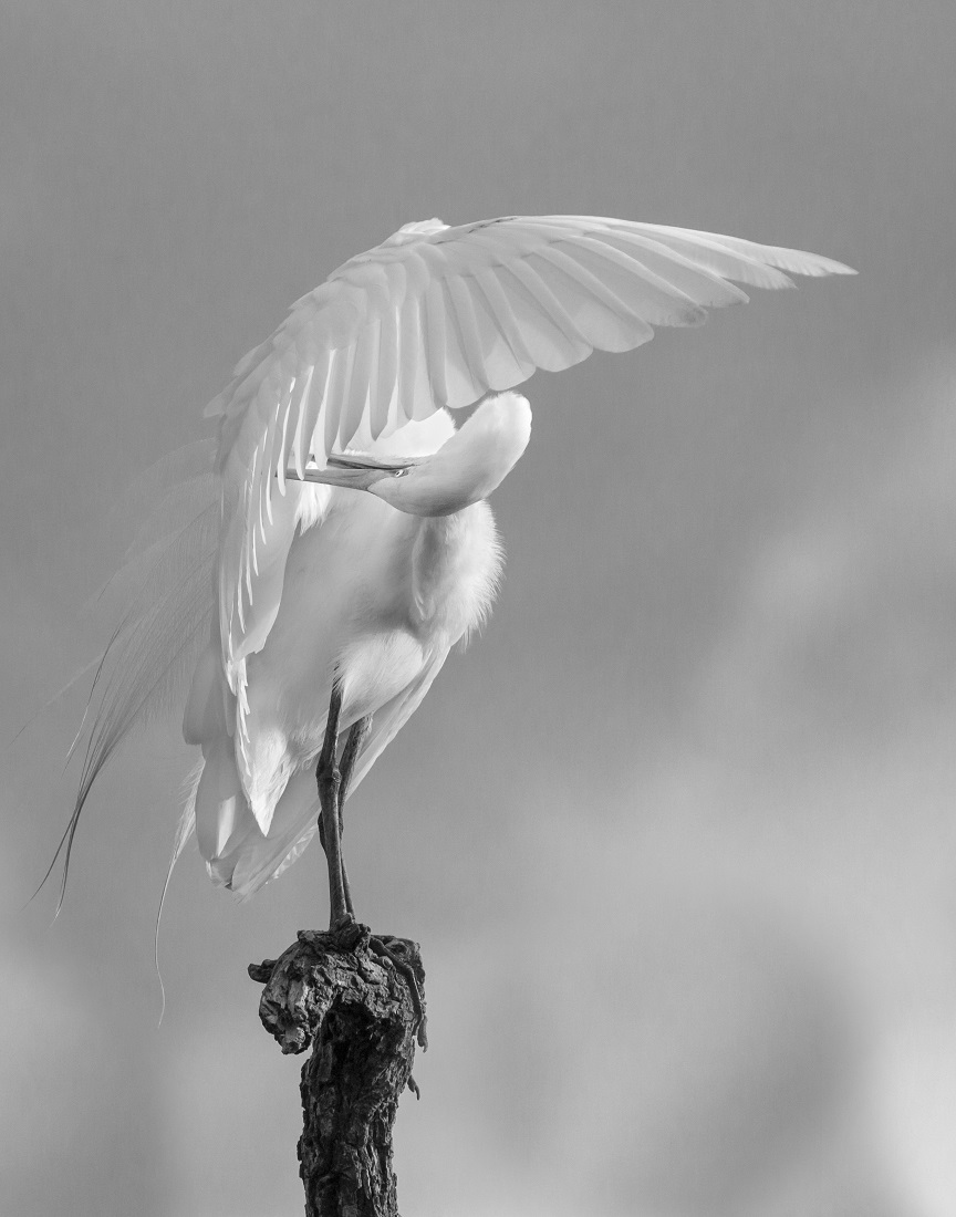 Egret Grooming Ballet