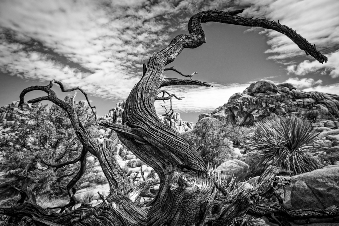 Afterlife at Joshua Tree