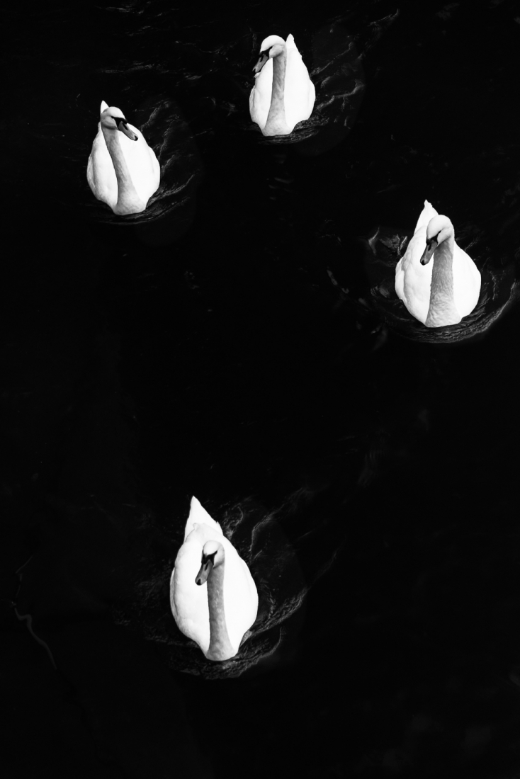 White over black