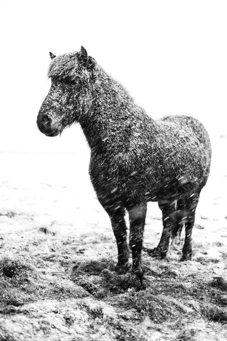 Fortitudo Equorum