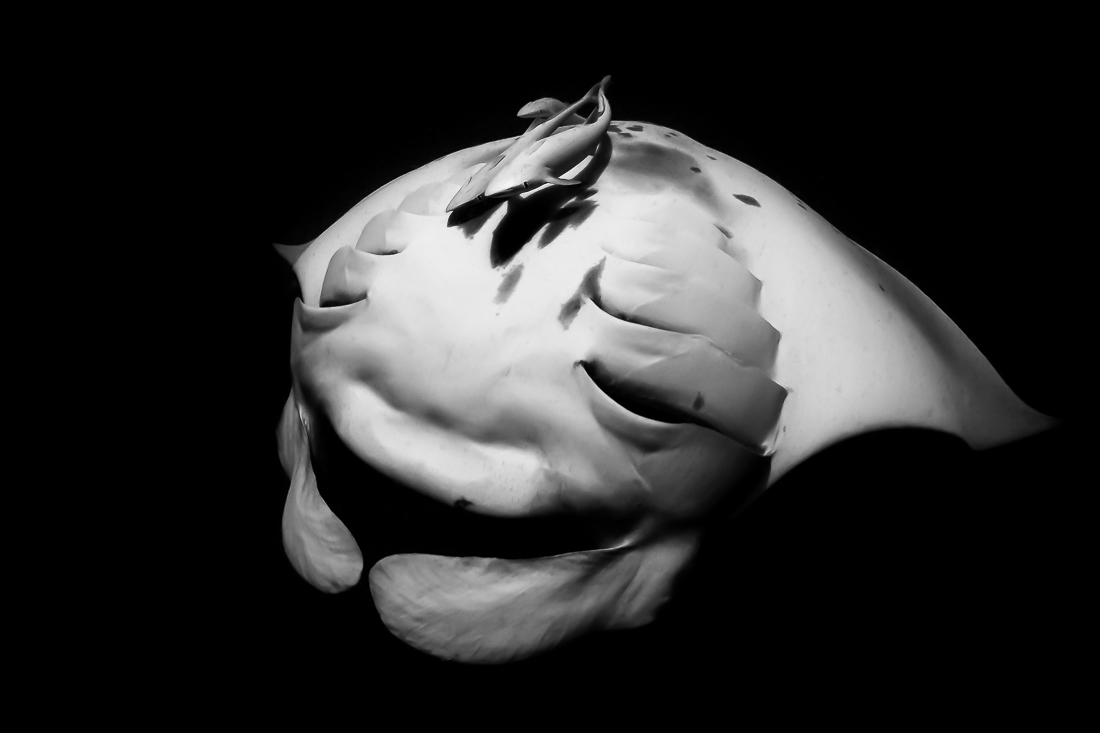Magic Manta Ray
