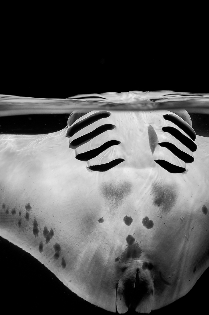 Magic Manta Ray