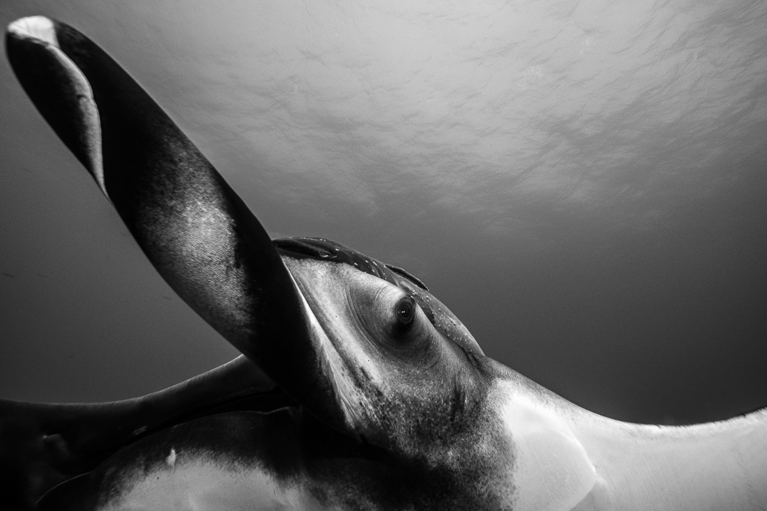 Magic Manta Ray