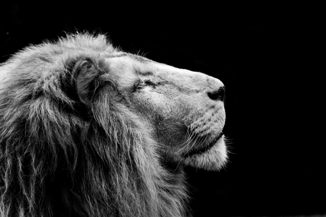 Animals in Isolation