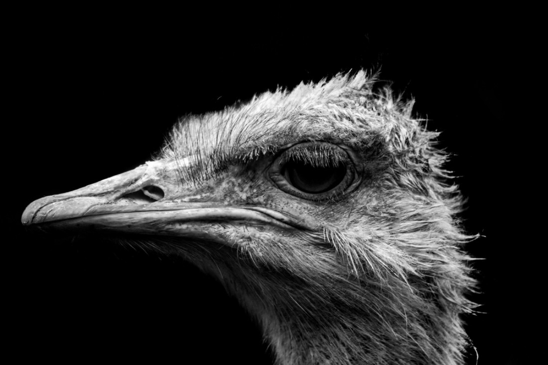 Animals in Isolation