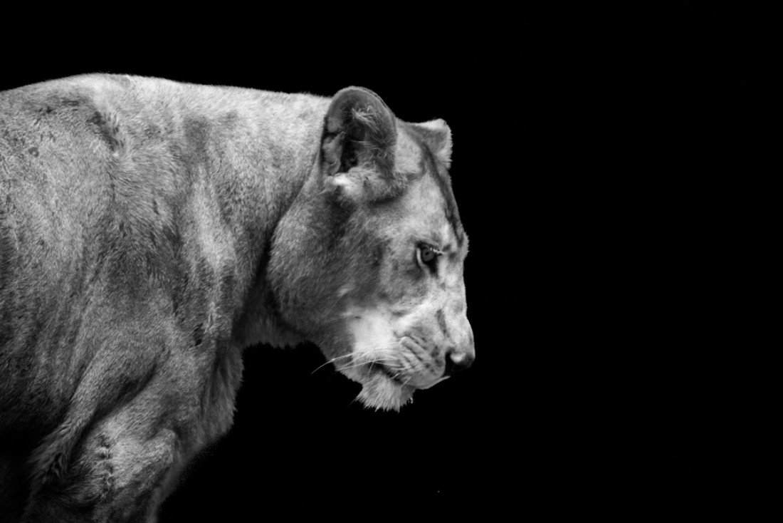 Animals in Isolation