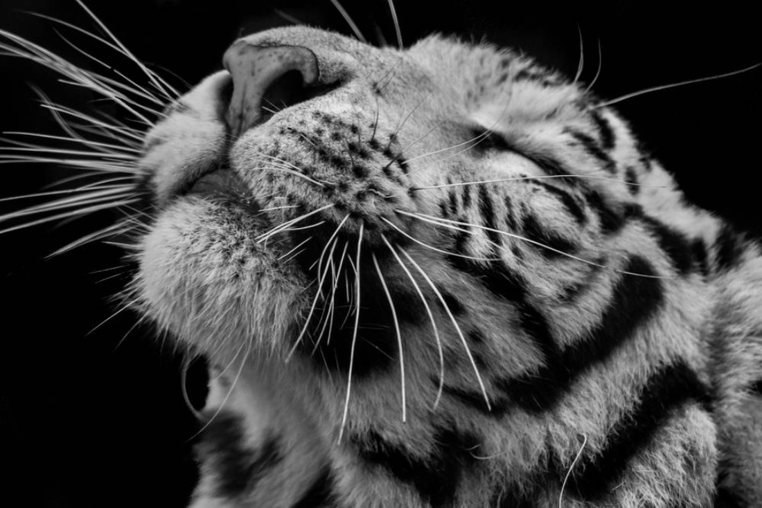 Animals in Isolation