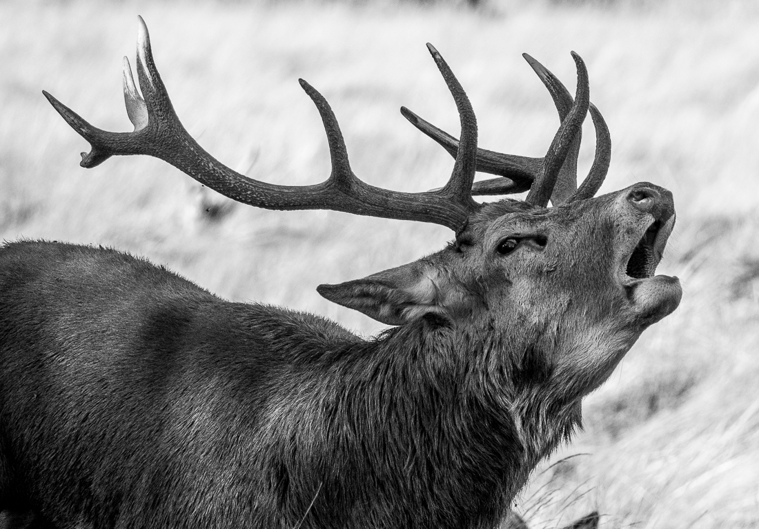 Dominant Male