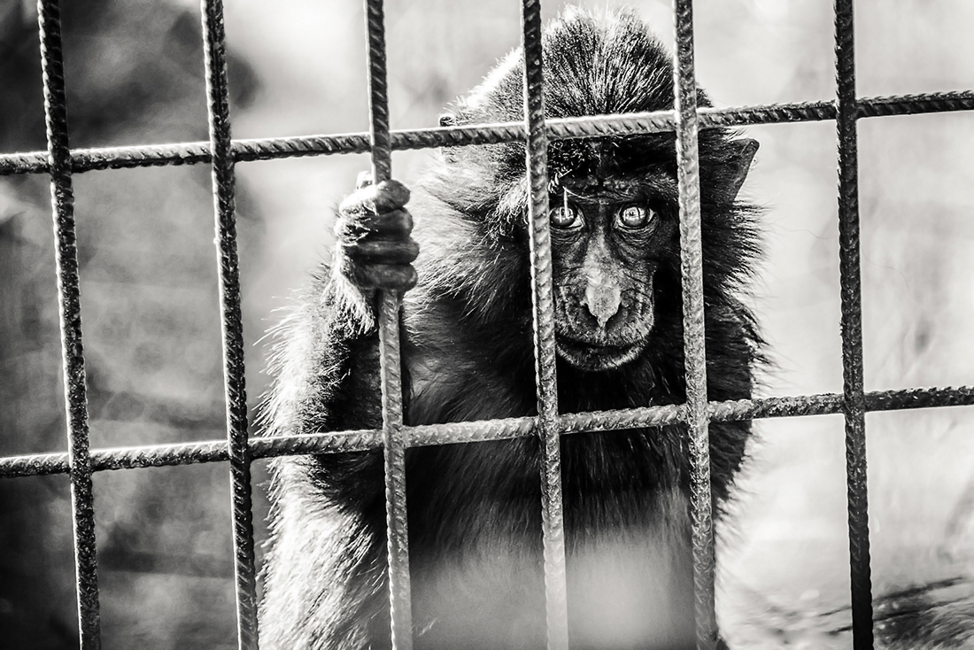 Prisoner