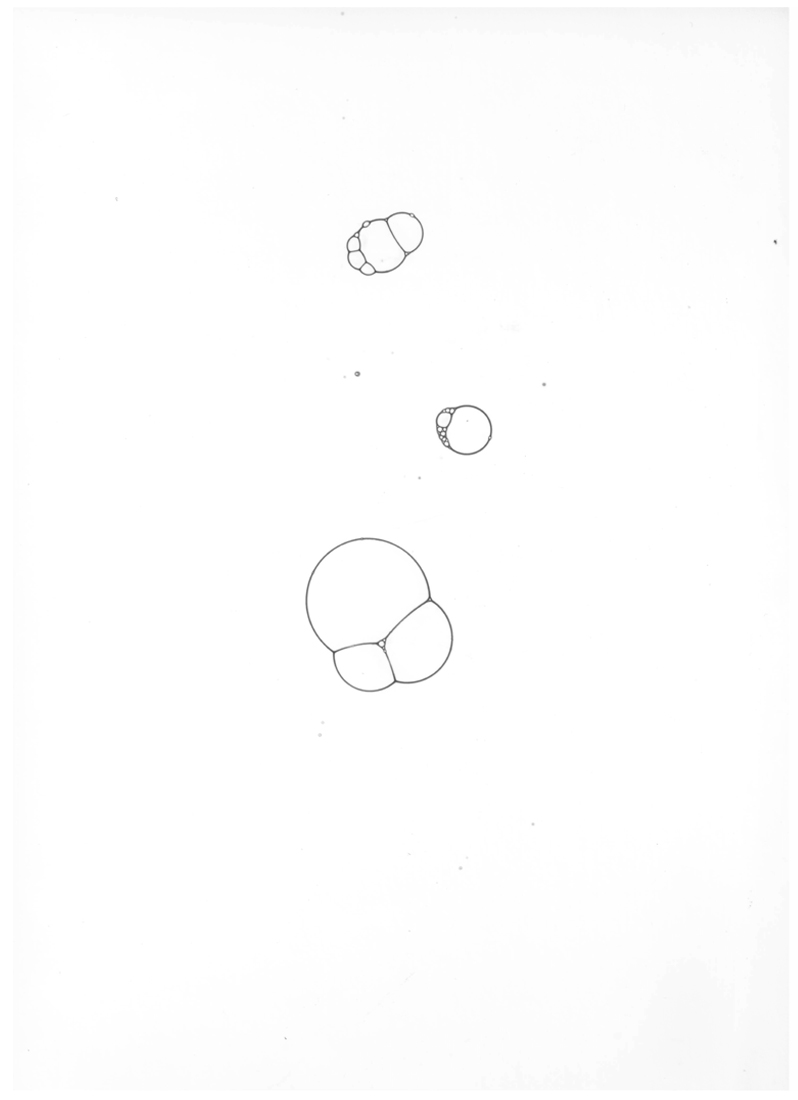 Ouroboros