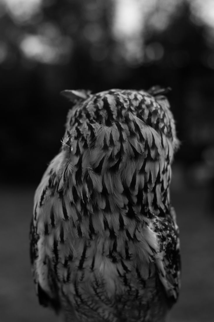 The hunter