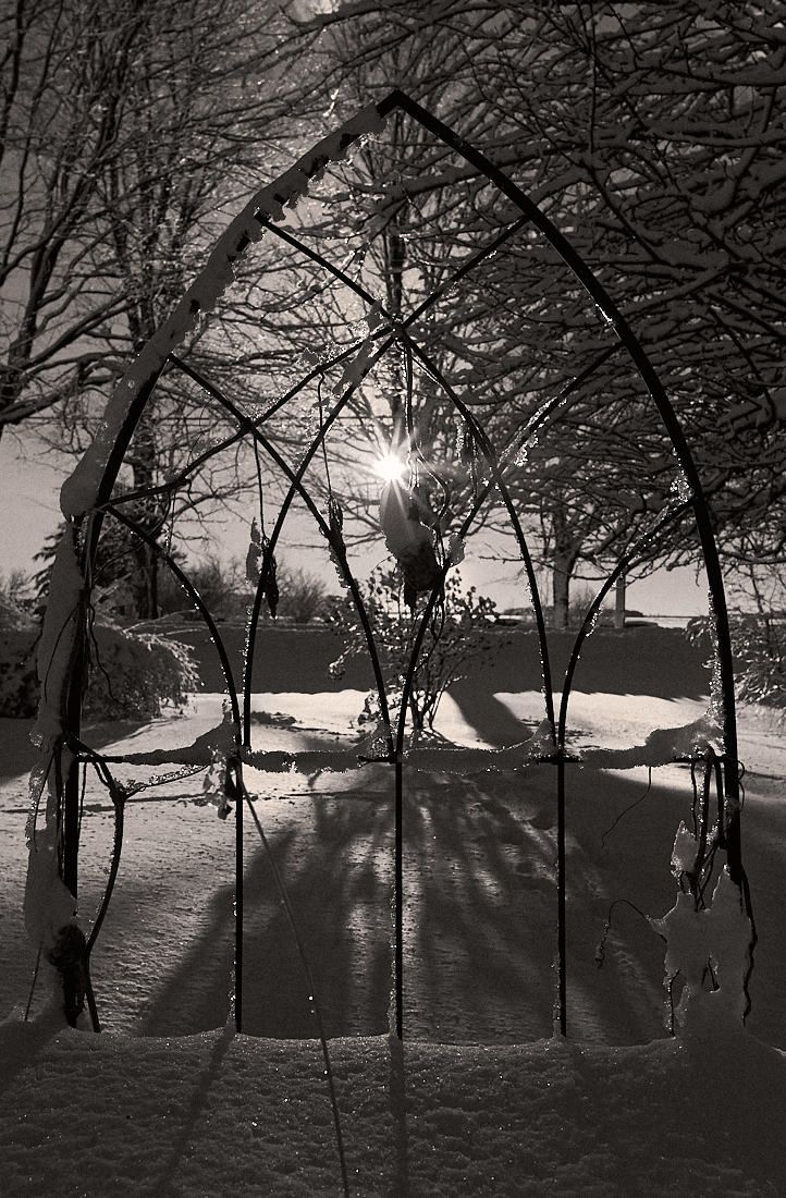 Sunset in the garden