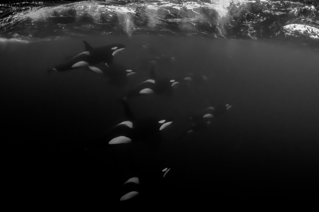 A Black and Blue World