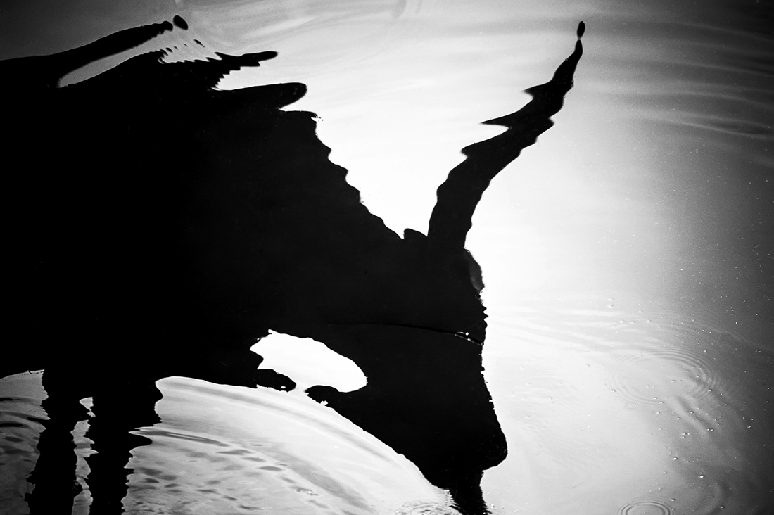 The water cow