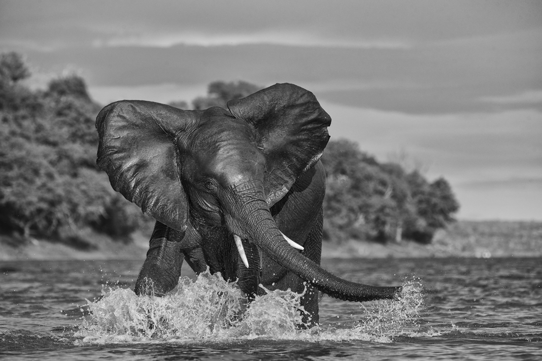 Elephant Whispers