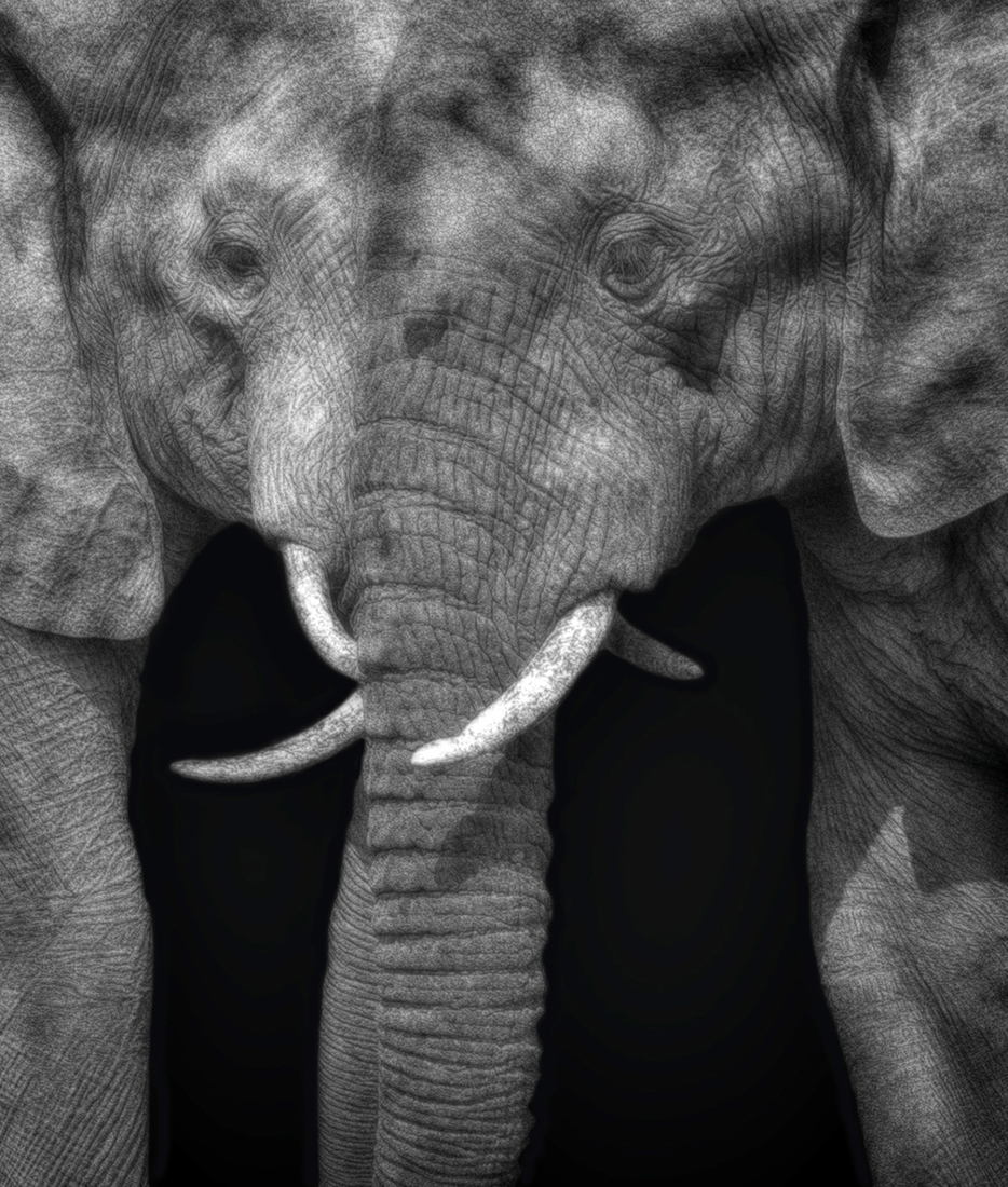 Elephant Whispers