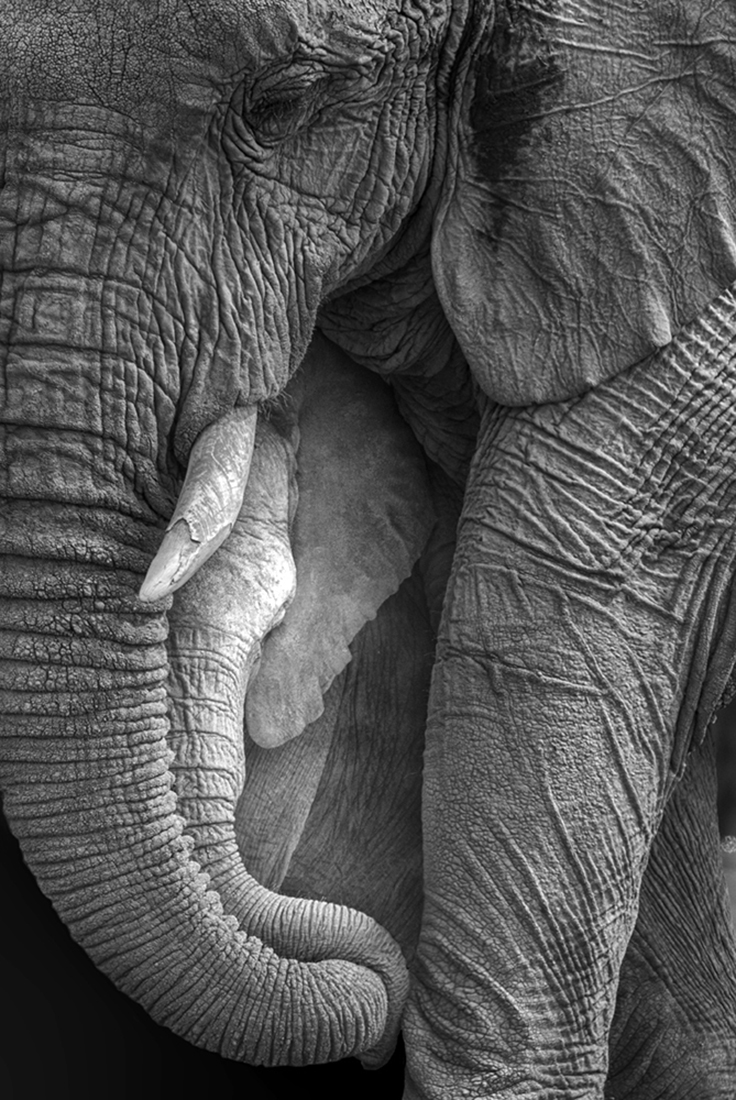 Elephant Whispers