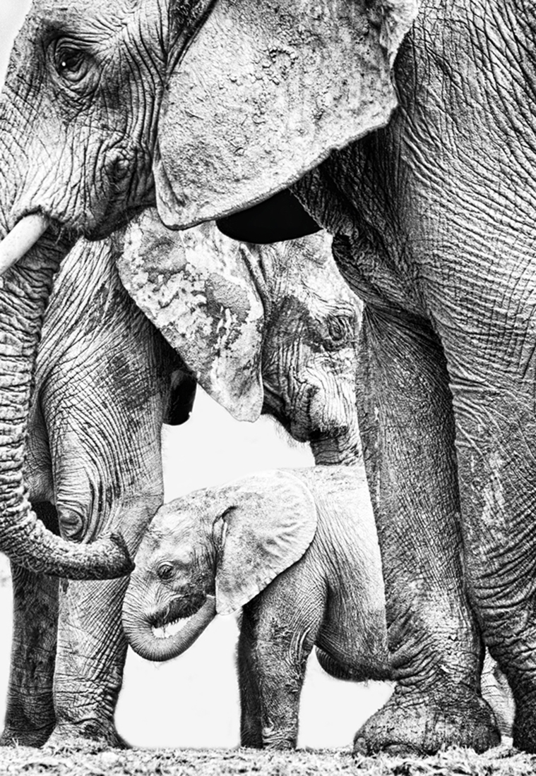 Elephant Whispers