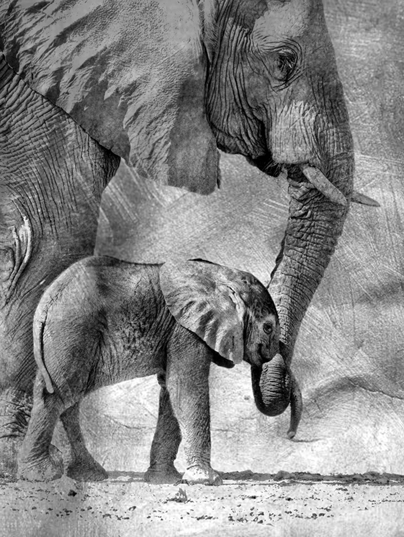 Elephant Whispers