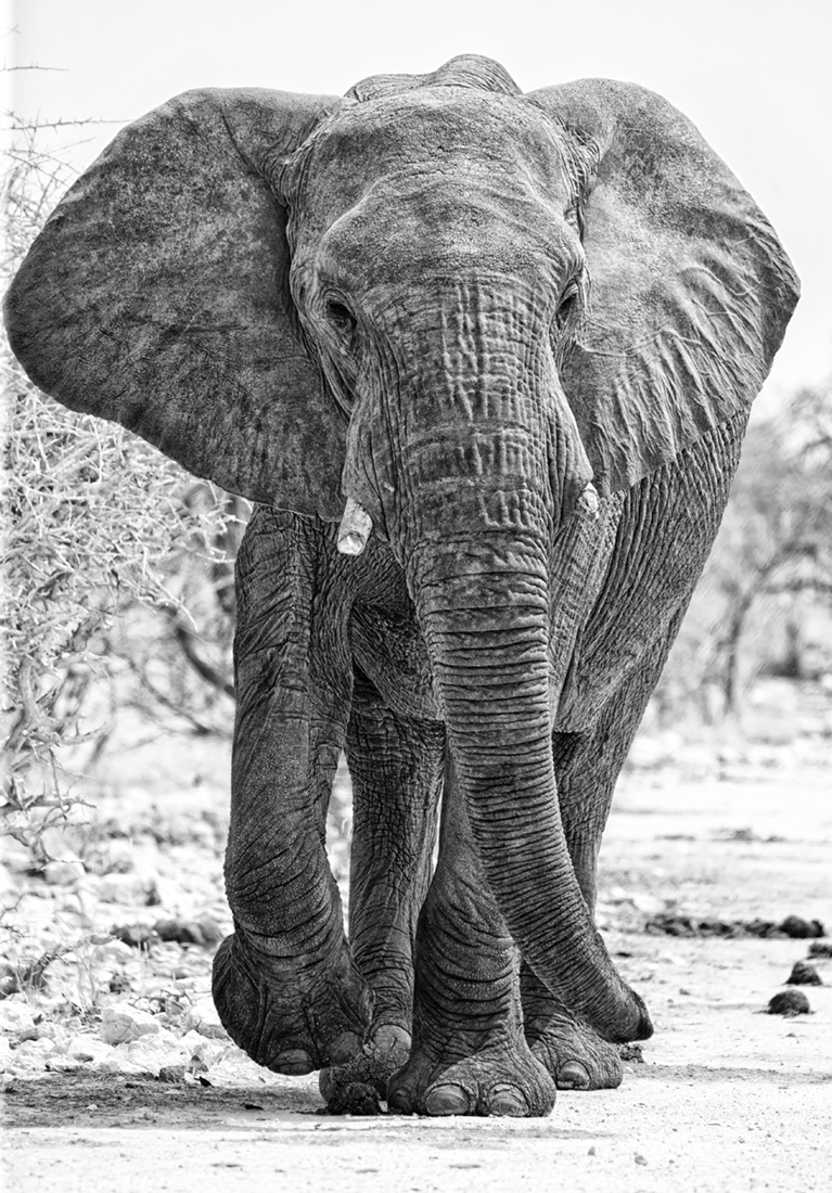 Elephant Whispers