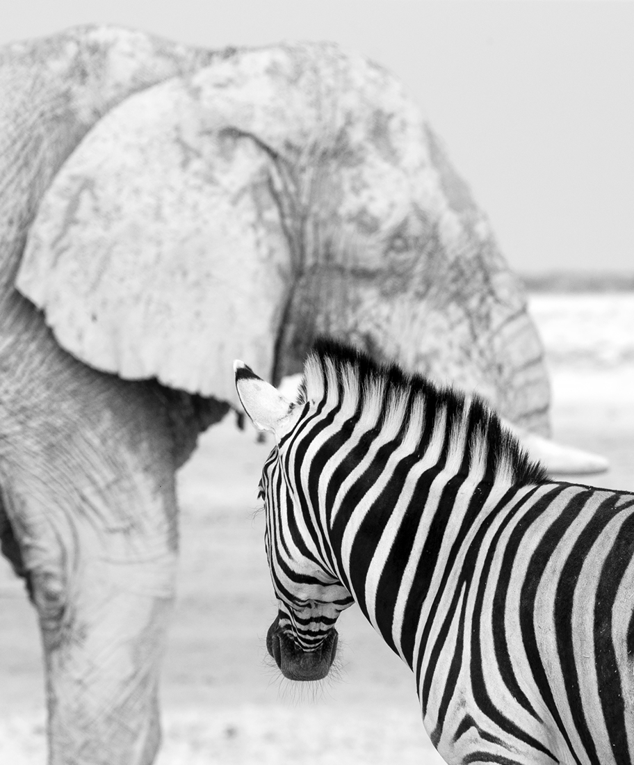 Elephant Whispers