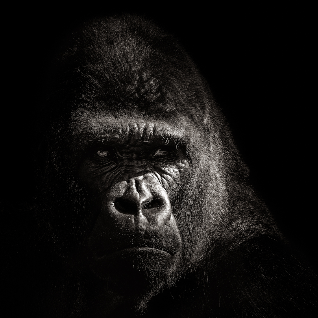 Faces of Man