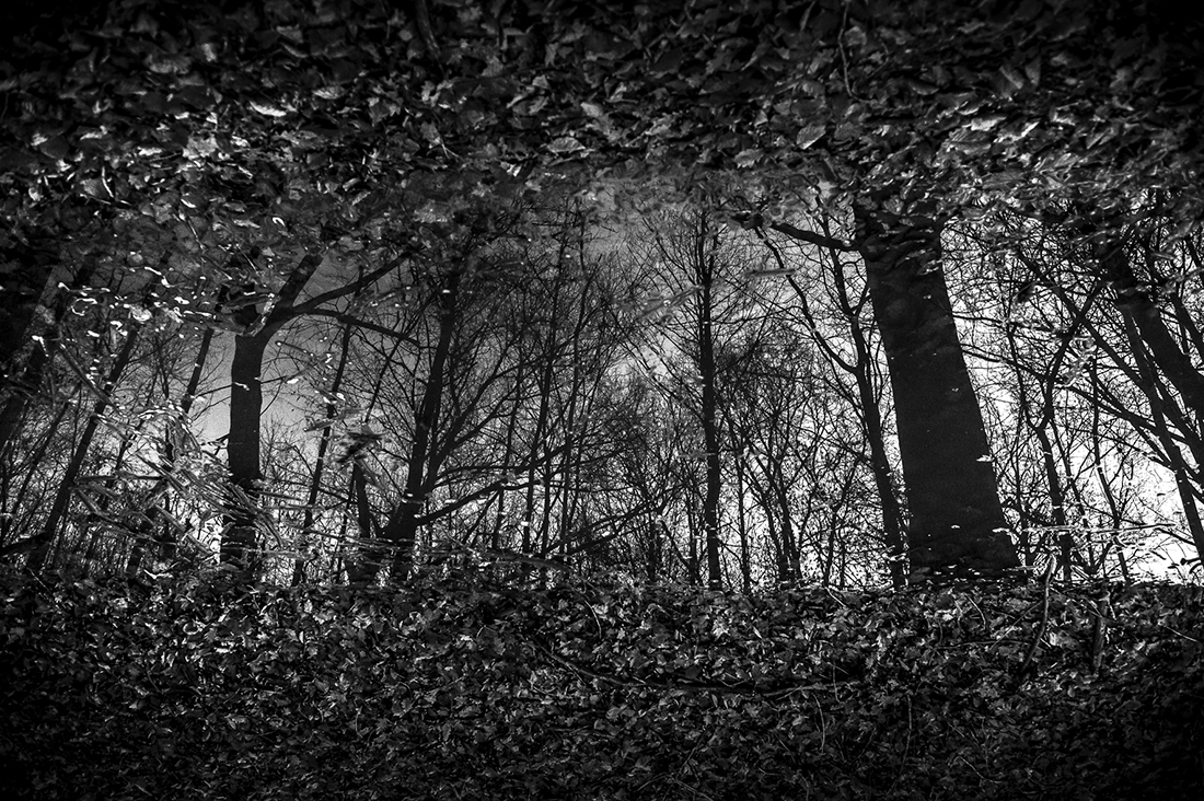 The dreams of the earth