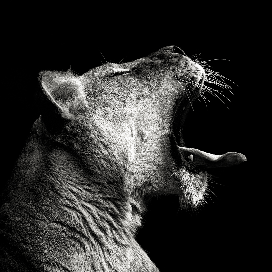 Beyond Regal