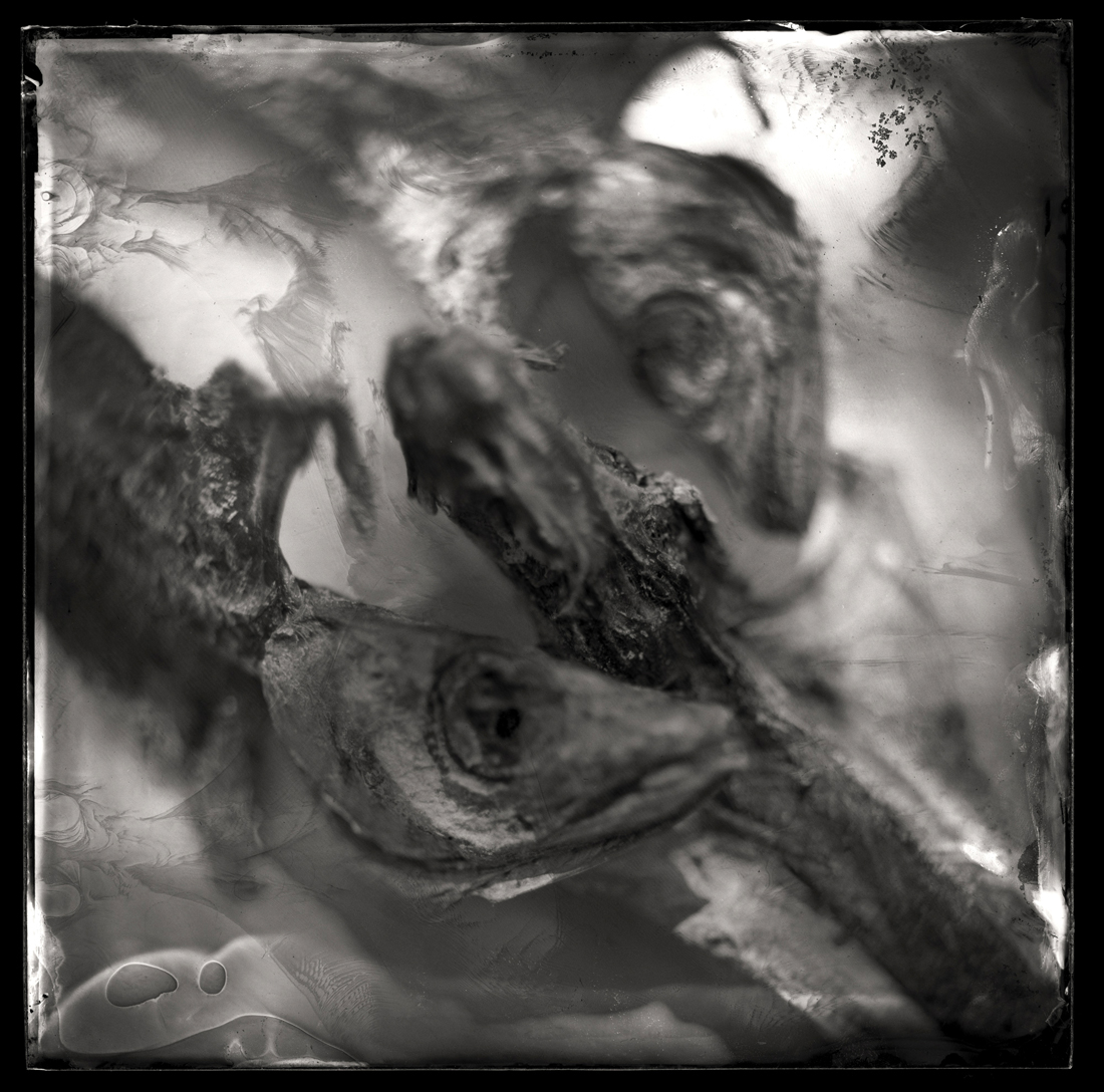 The Fish Project