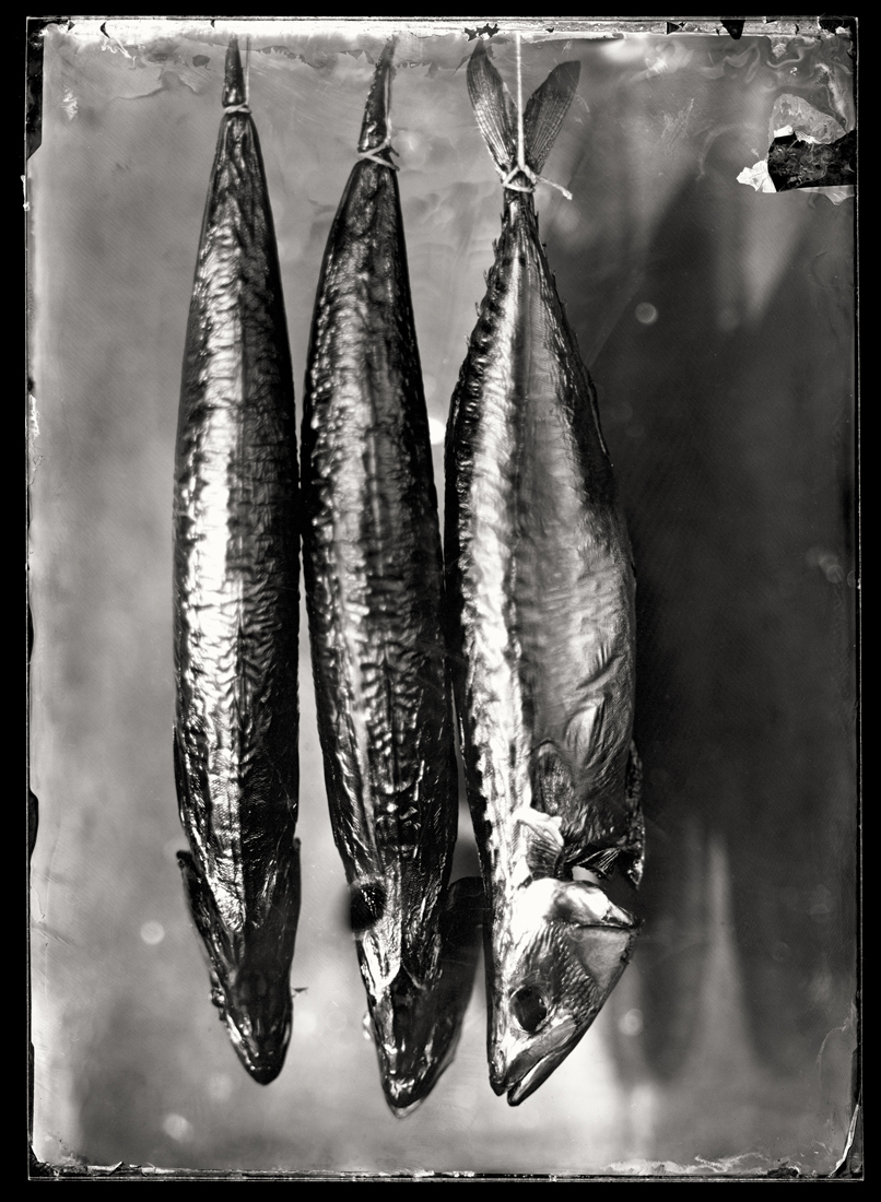 The Fish Project
