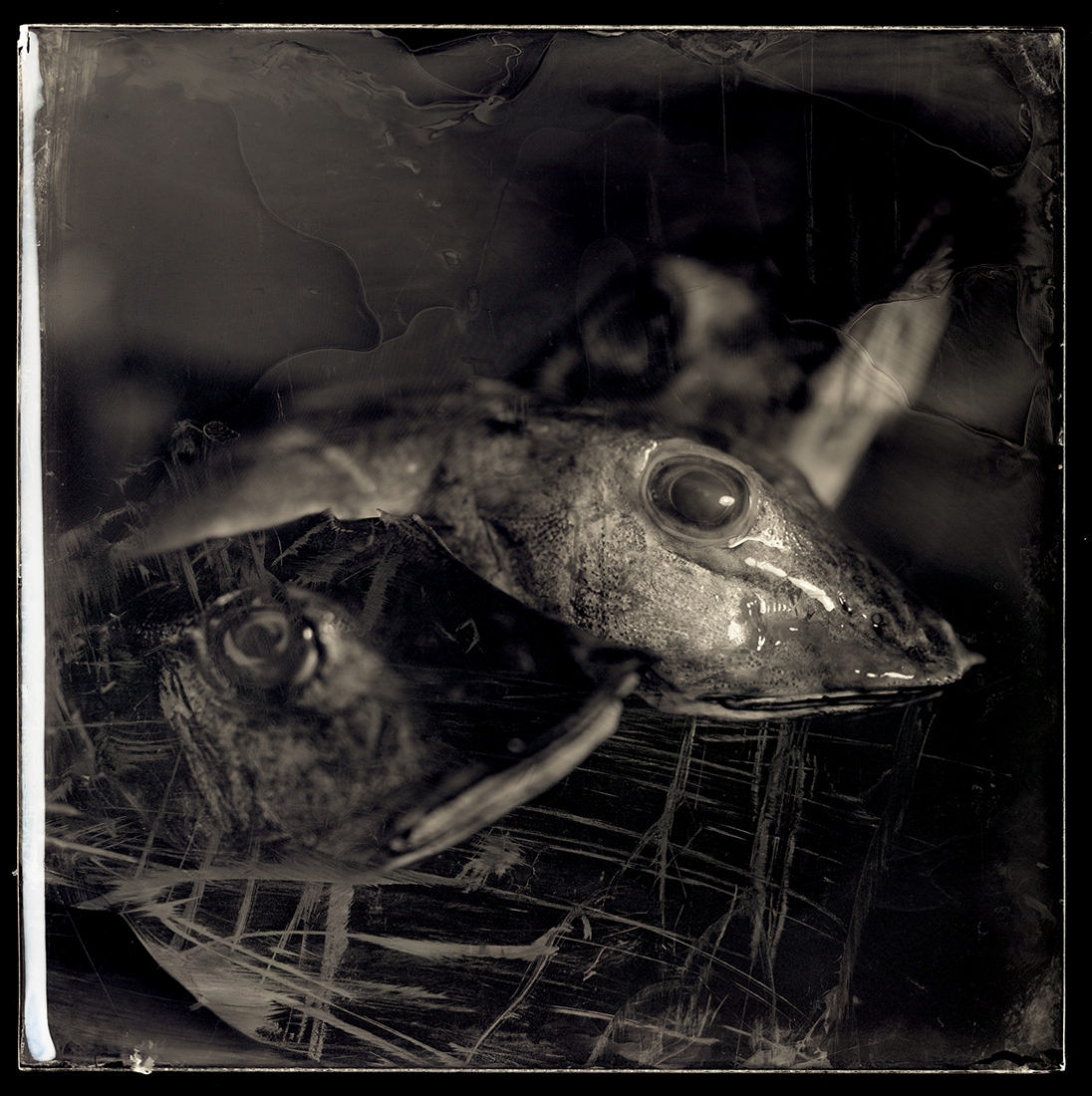 The Fish Project
