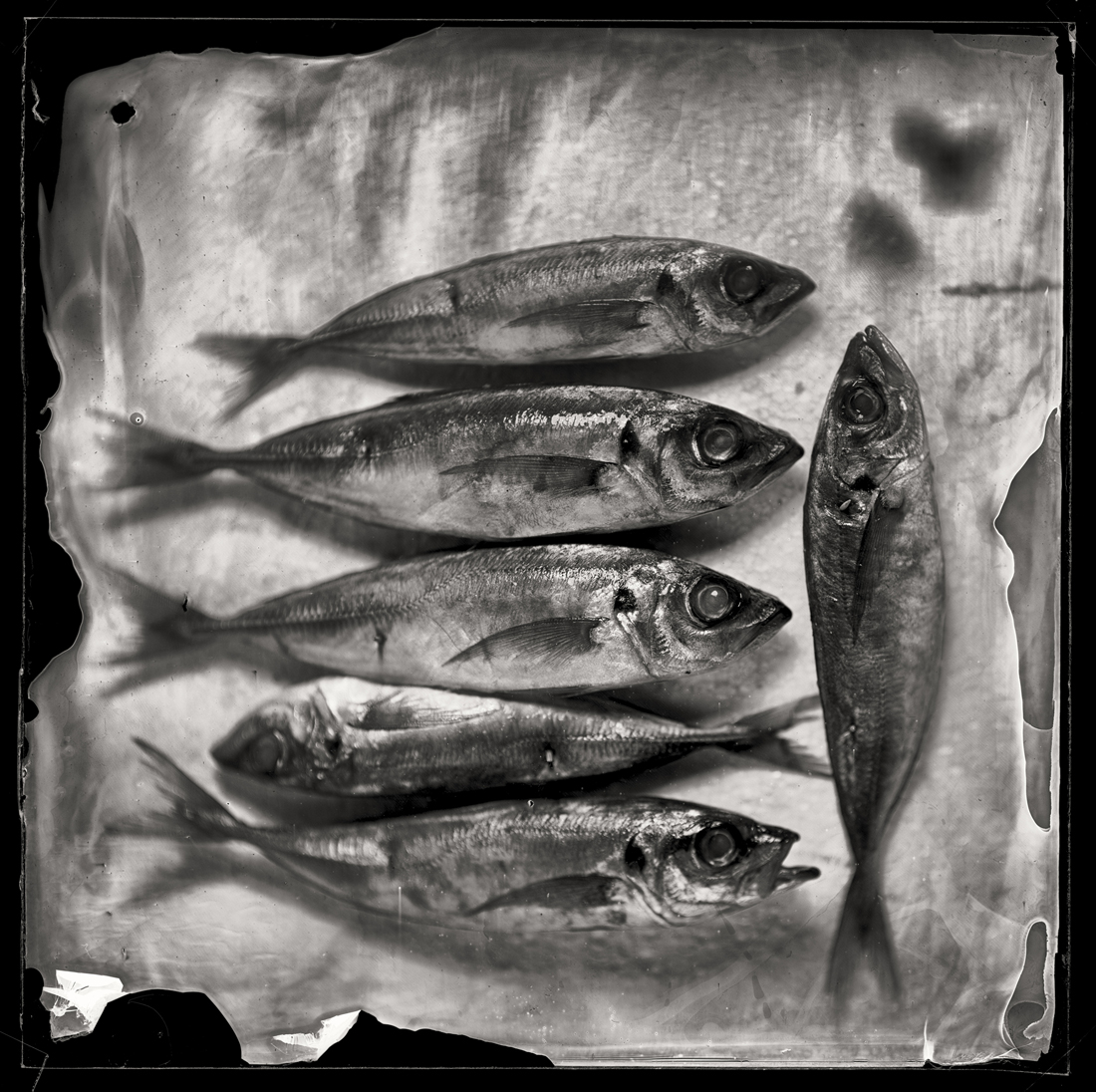 The Fish Project
