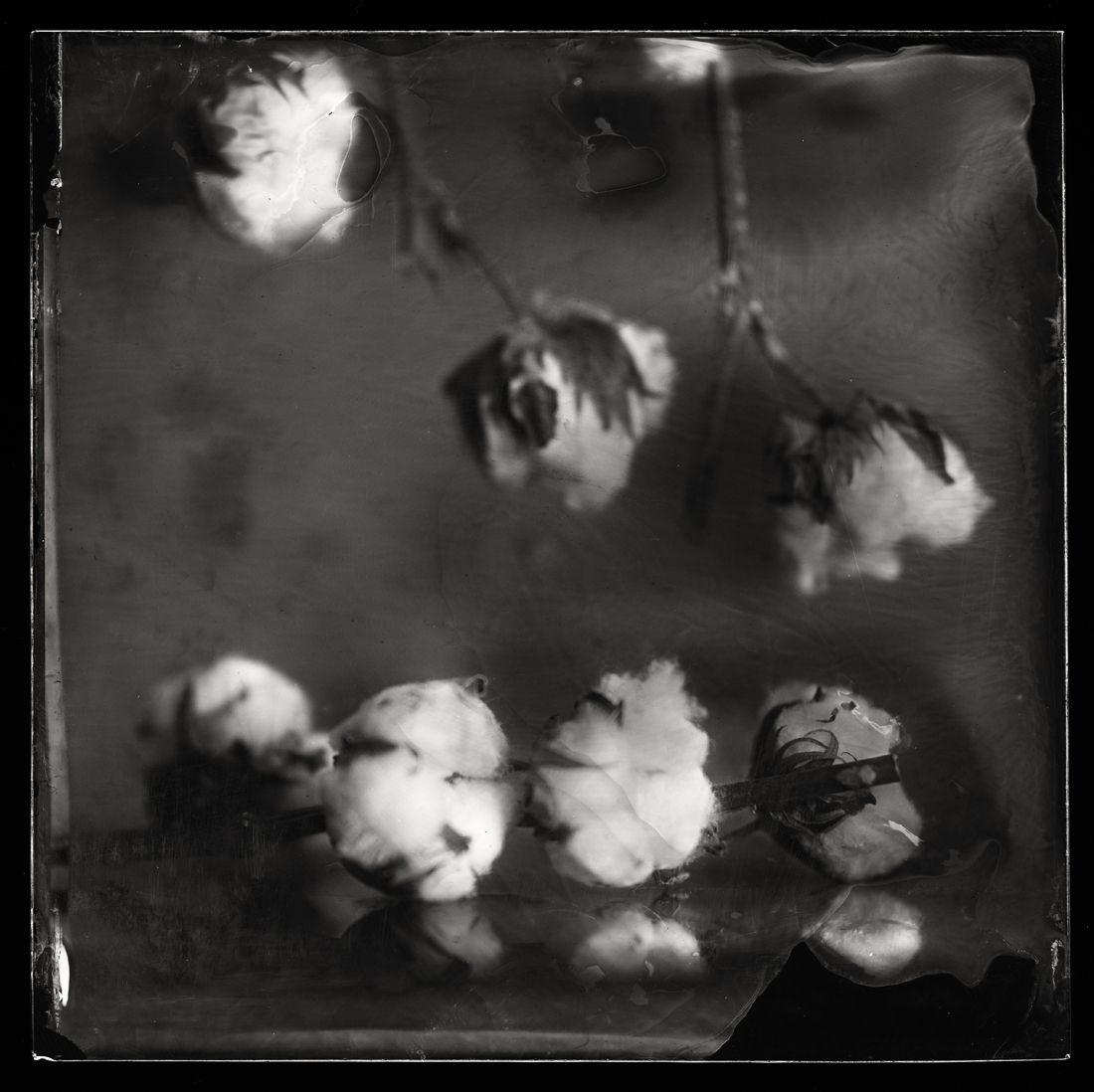 Cotton Balls