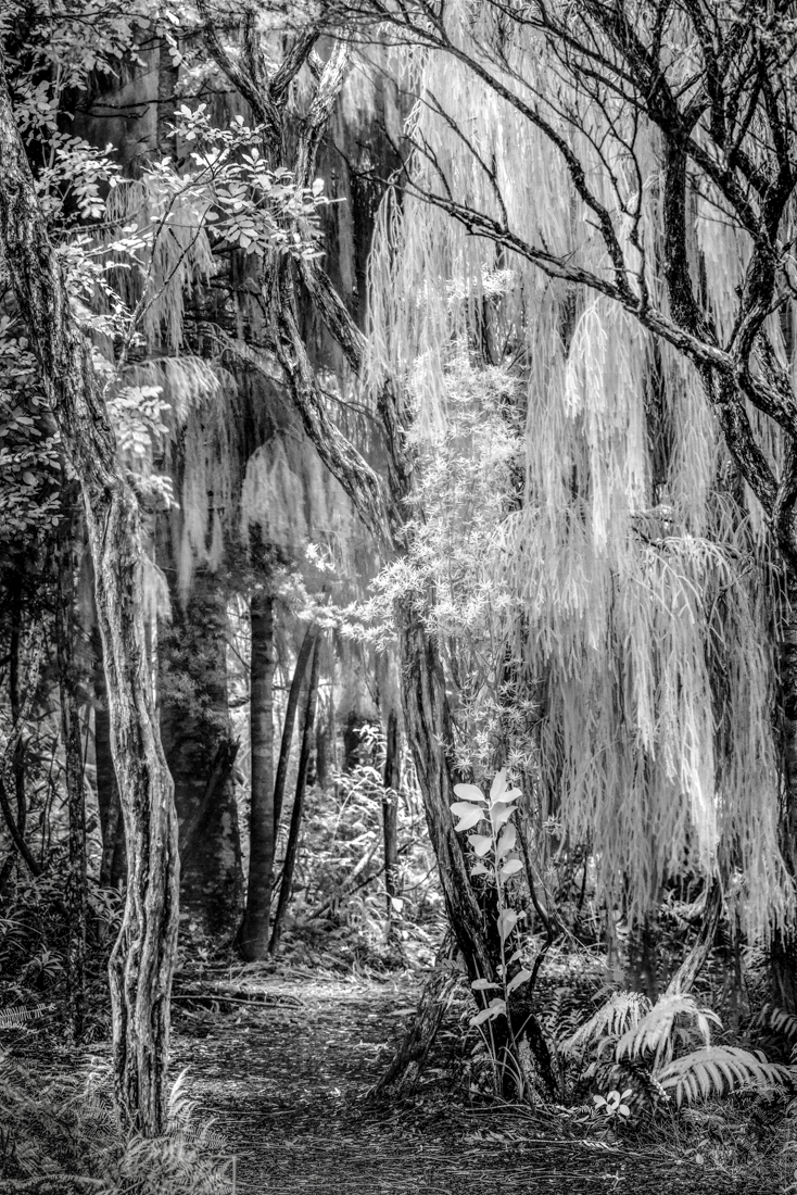 Rotorua Forest