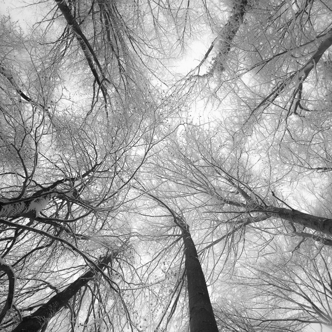 Circle of trees