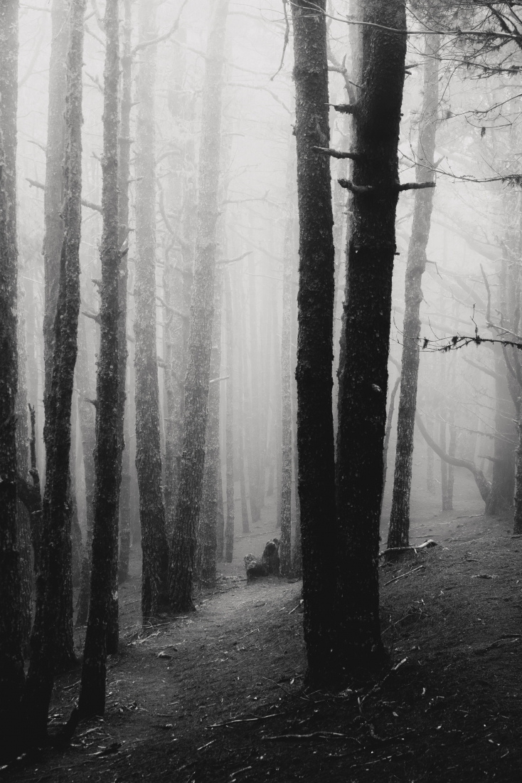 Foggy Forest